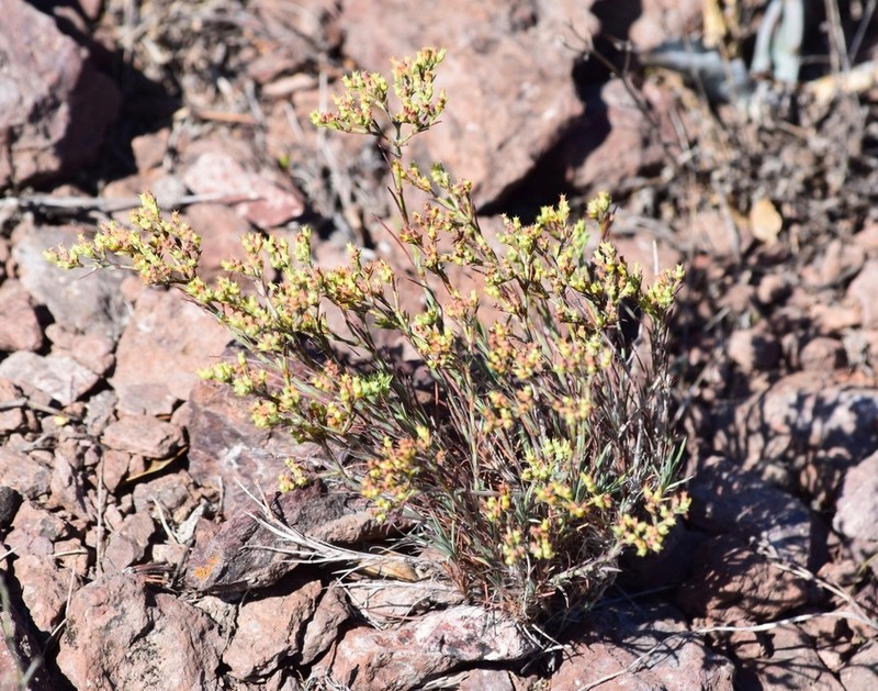 Livermore Nailwort photo 4
