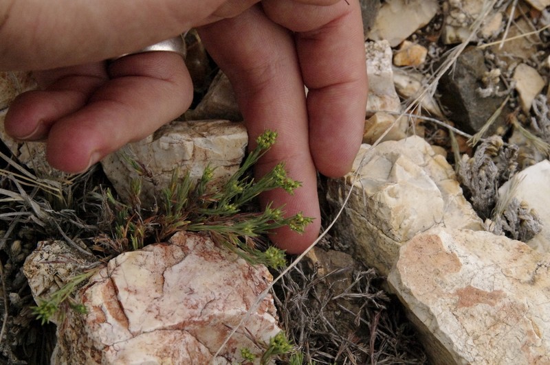 Livermore Nailwort photo 5