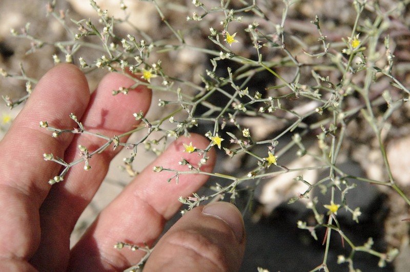 Livermore Nailwort photo 6
