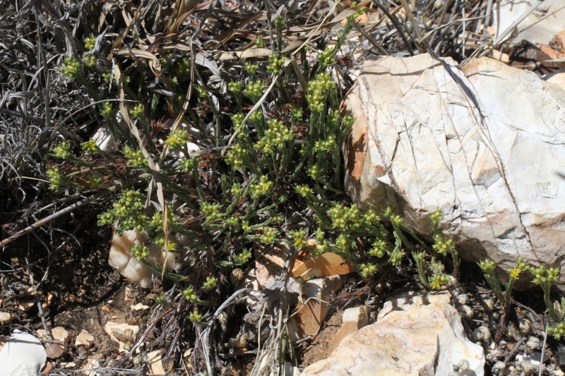 Livermore Nailwort photo 7