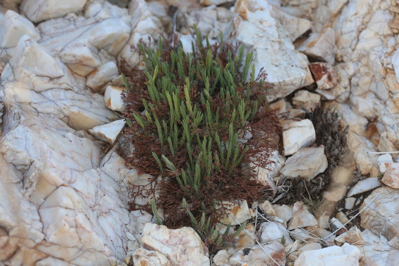 Livermore Nailwort photo 8