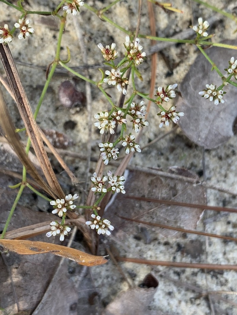 Pineland Nailwort