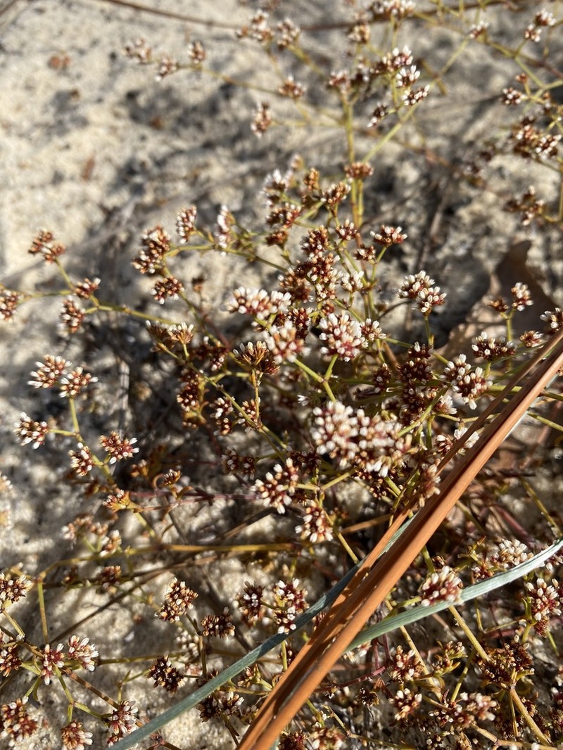 Pineland Nailwort photo 2