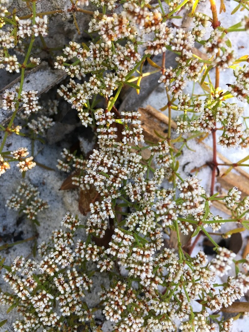 Pineland Nailwort photo 3