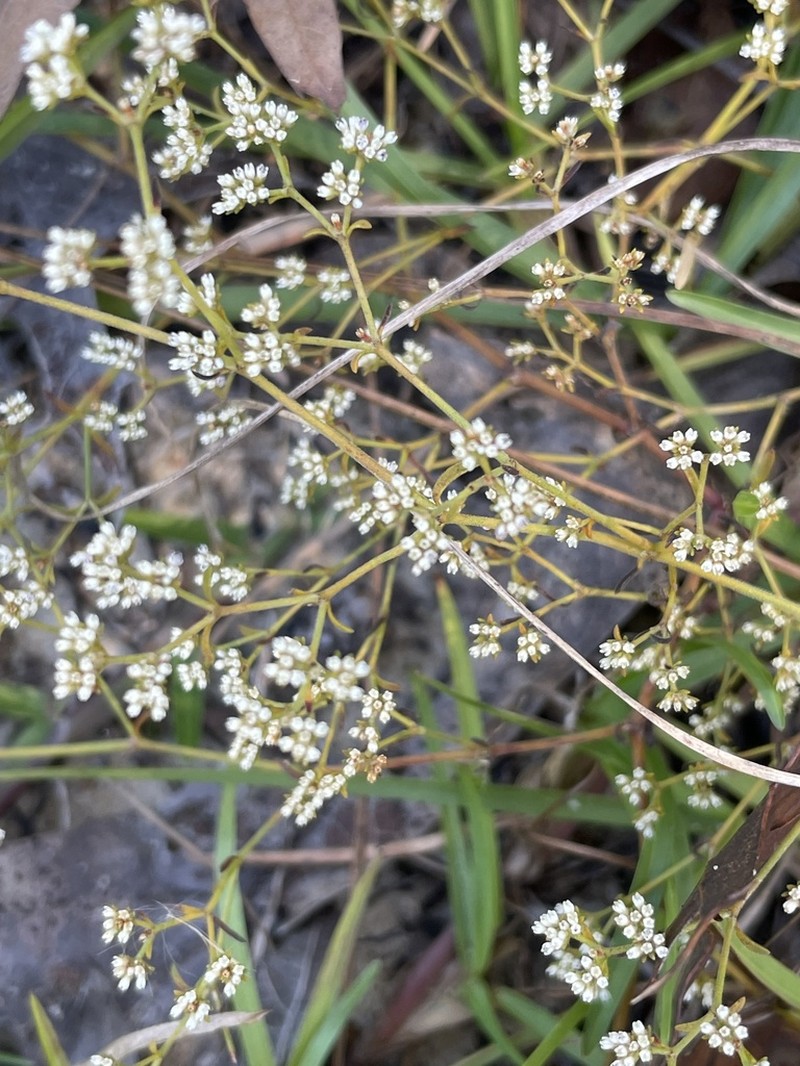 Pineland Nailwort photo 4
