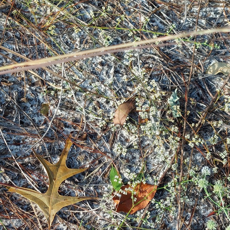 Pineland Nailwort photo 5