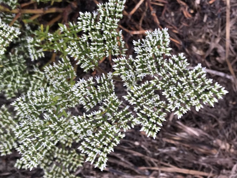 Pineland Nailwort photo 6