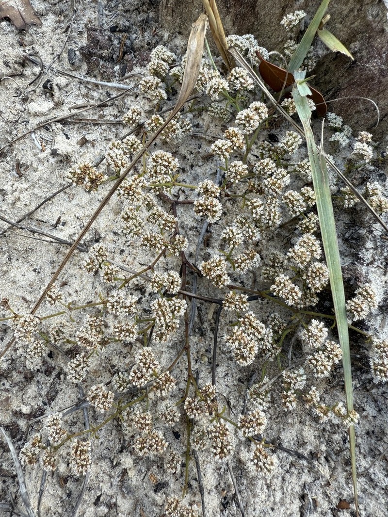 Pineland Nailwort photo 7