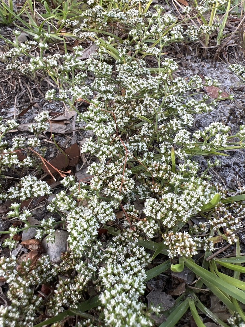 Pineland Nailwort photo 8