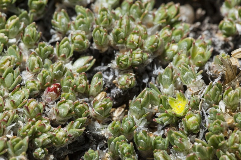 Rocky Mountain Nailwort