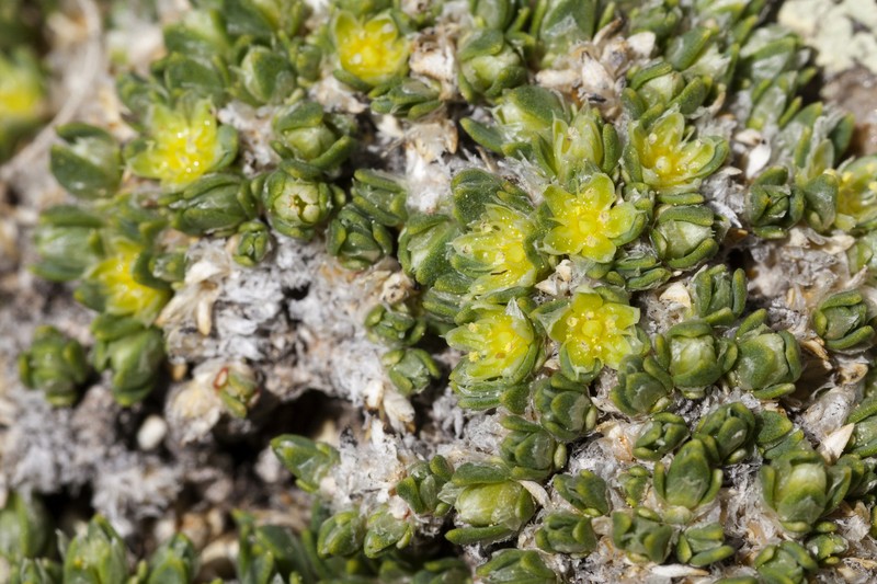 Rocky Mountain Nailwort photo 2