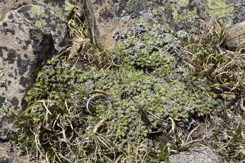 Rocky Mountain Nailwort photo 3