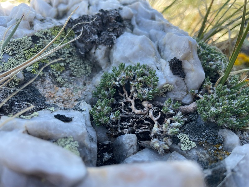 Rocky Mountain Nailwort