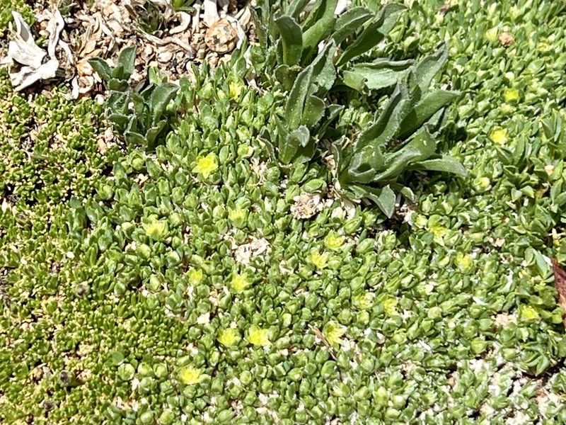 Rocky Mountain Nailwort photo 2