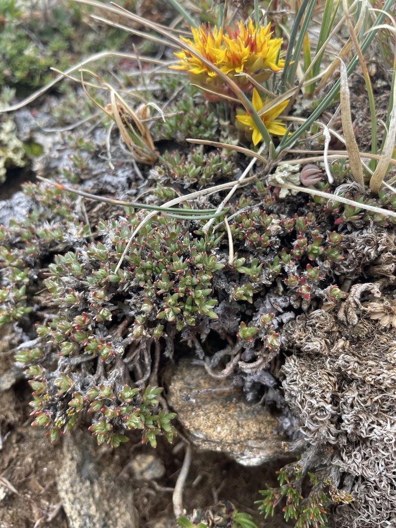 Rocky Mountain Nailwort photo 3