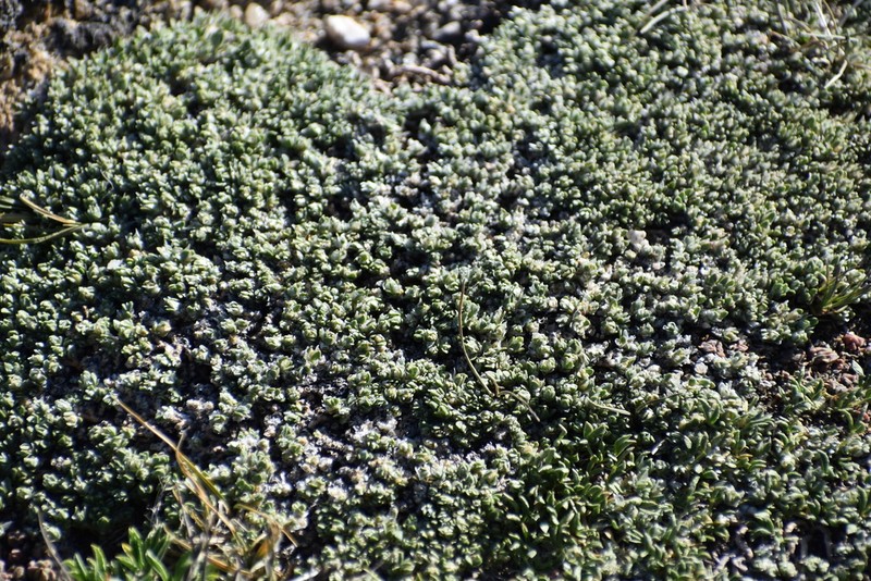 Rocky Mountain Nailwort photo 4
