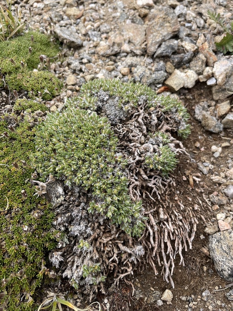 Rocky Mountain Nailwort photo 5