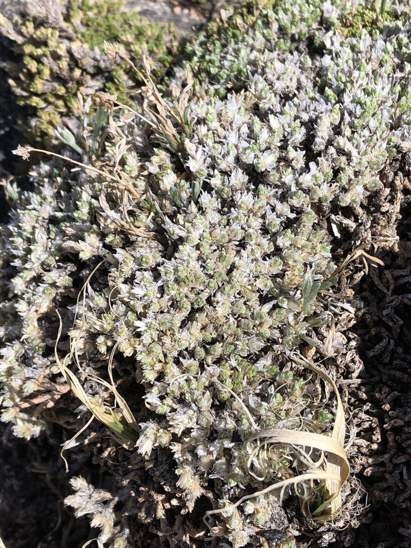 Rocky Mountain Nailwort photo 6