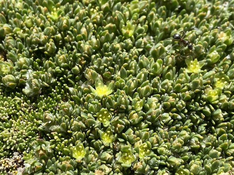 Rocky Mountain Nailwort photo 7