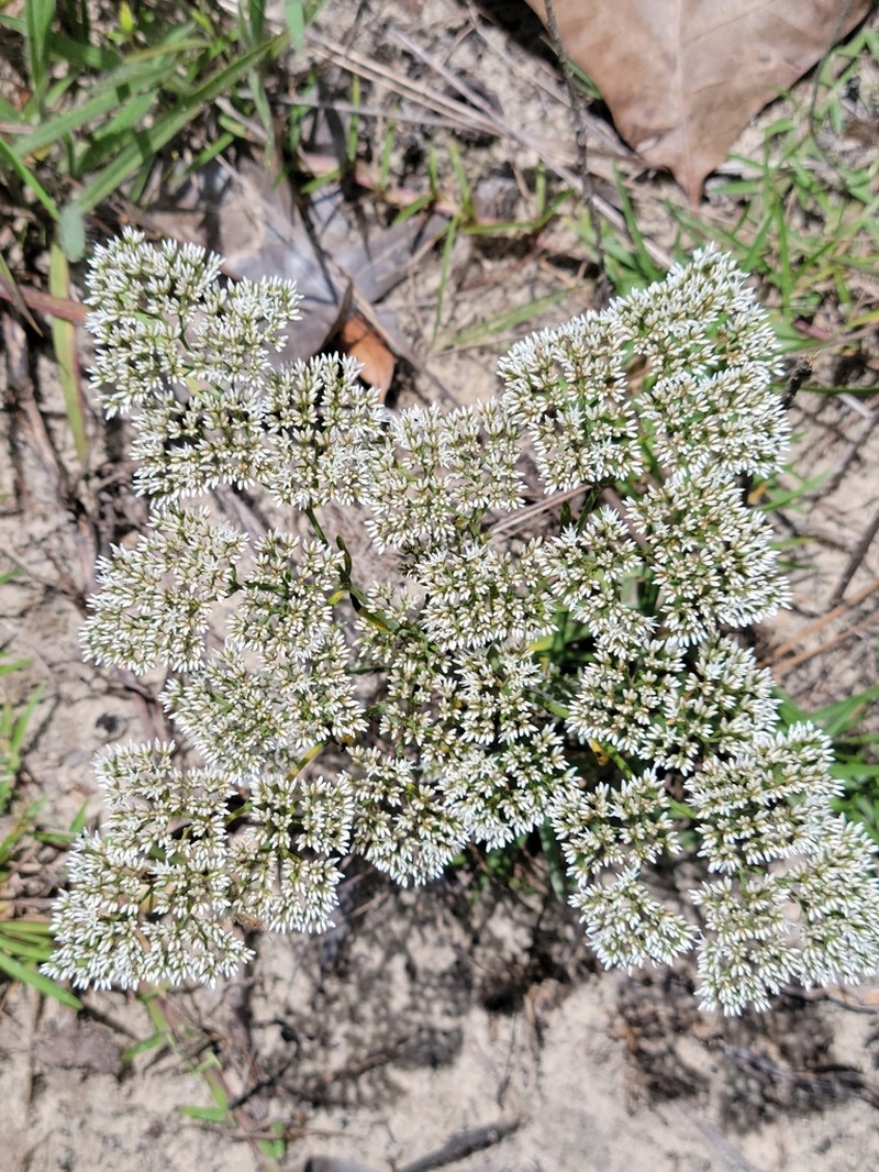 Rugel's Nailwort photo 2