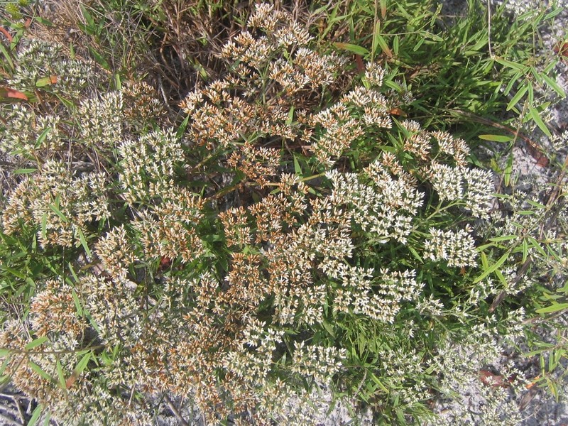 Rugel's Nailwort photo 3