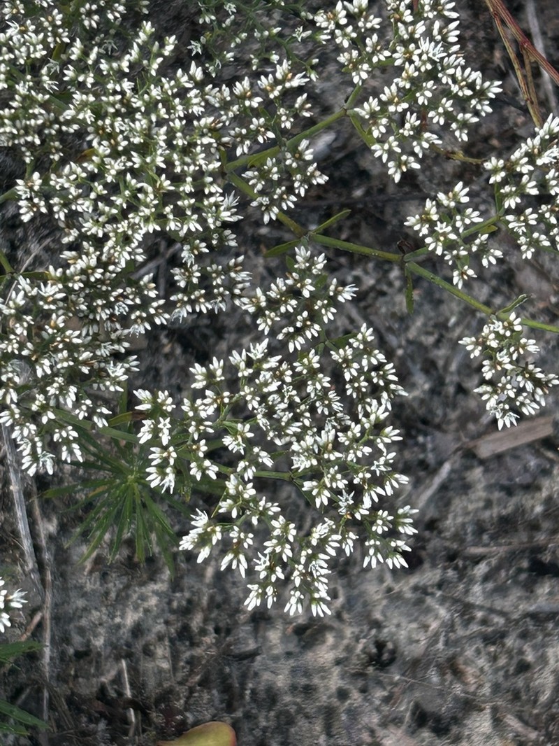 Rugel's Nailwort photo 4