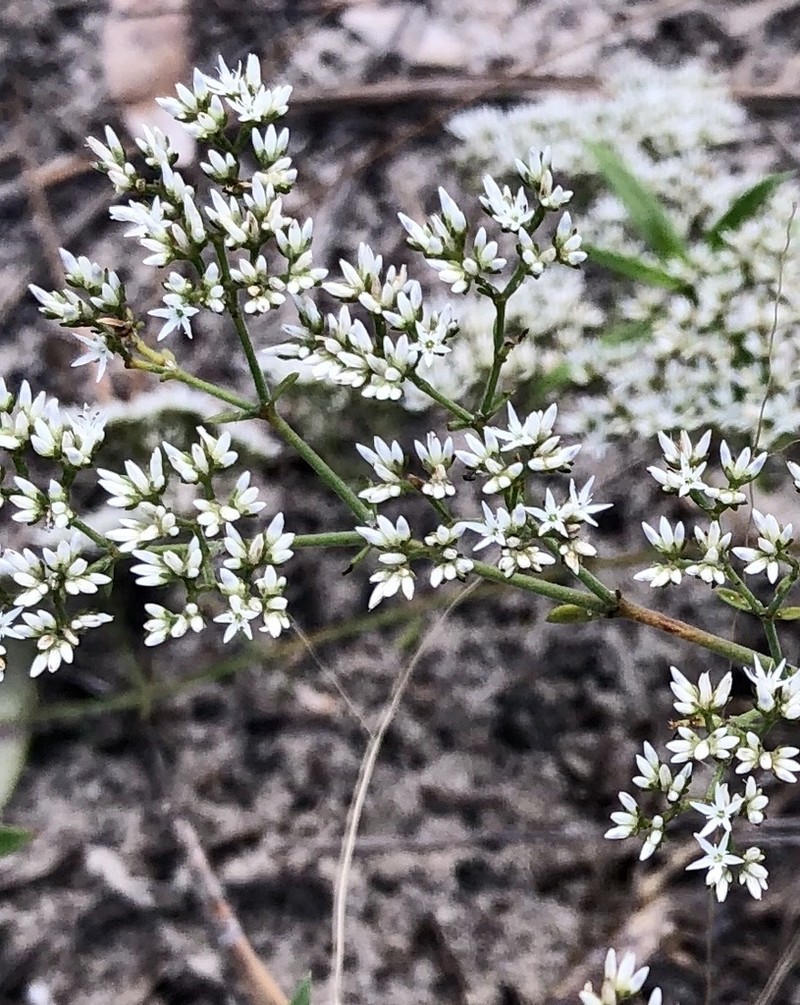 Rugel's Nailwort photo 5