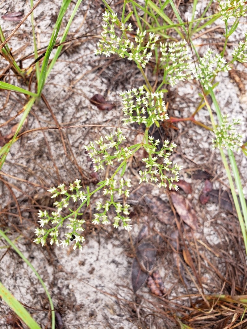Rugel's Nailwort photo 6