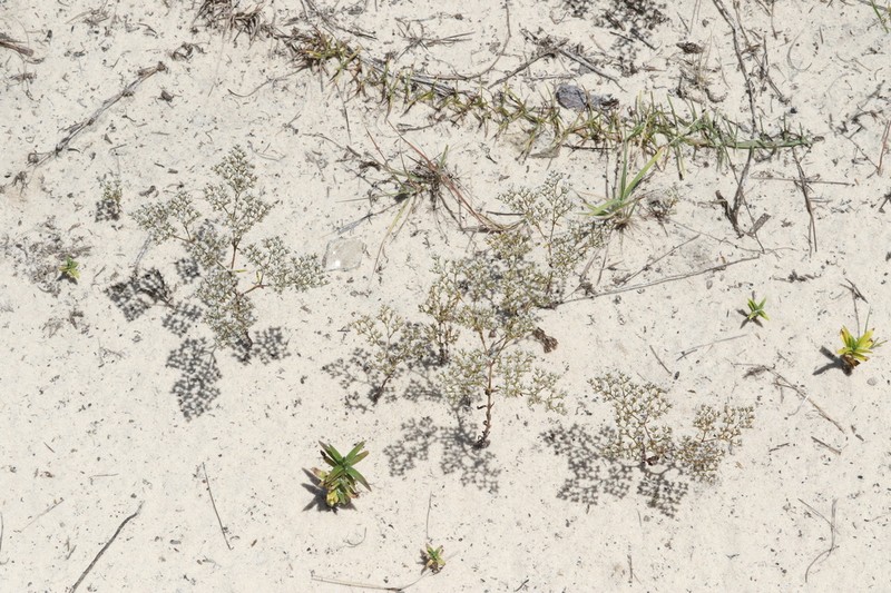Rugel's Nailwort photo 7