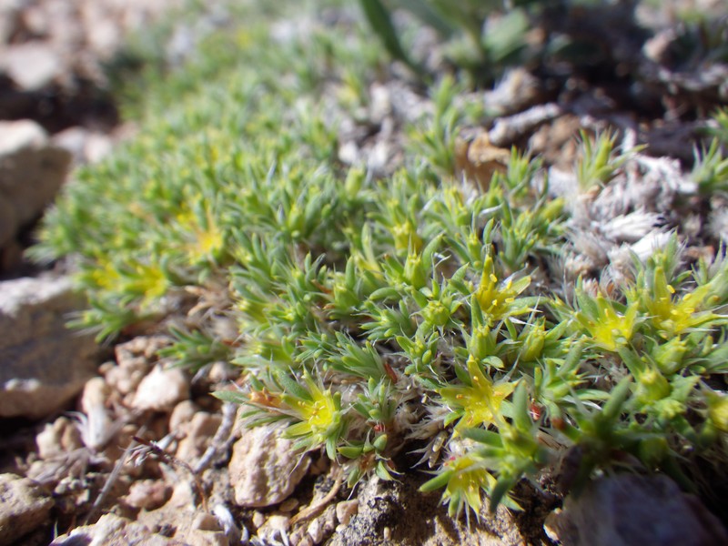 Creeping Nailwort