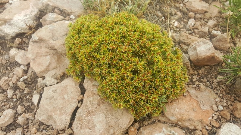 Creeping Nailwort