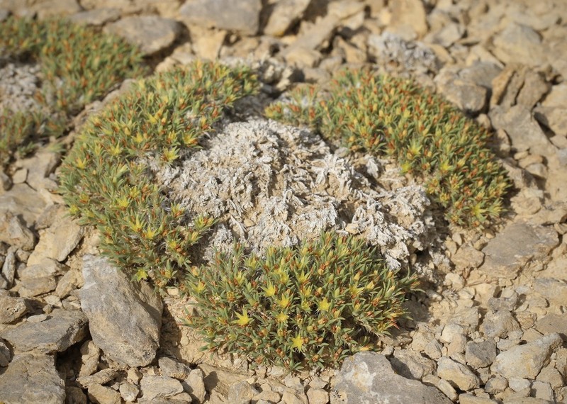 Creeping Nailwort photo 2