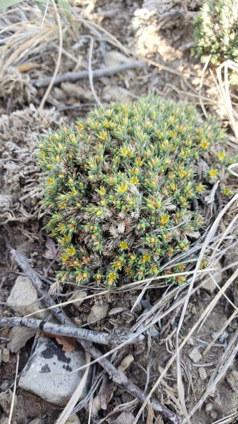 Creeping Nailwort photo 3