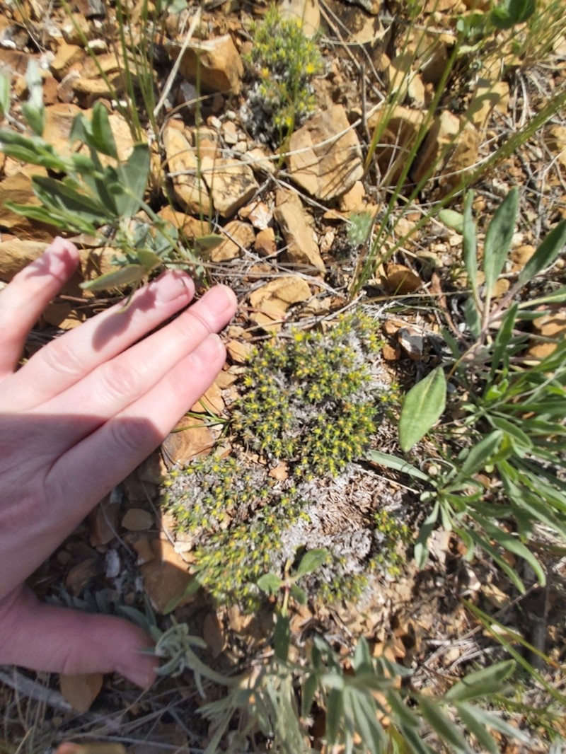 Creeping Nailwort photo 4
