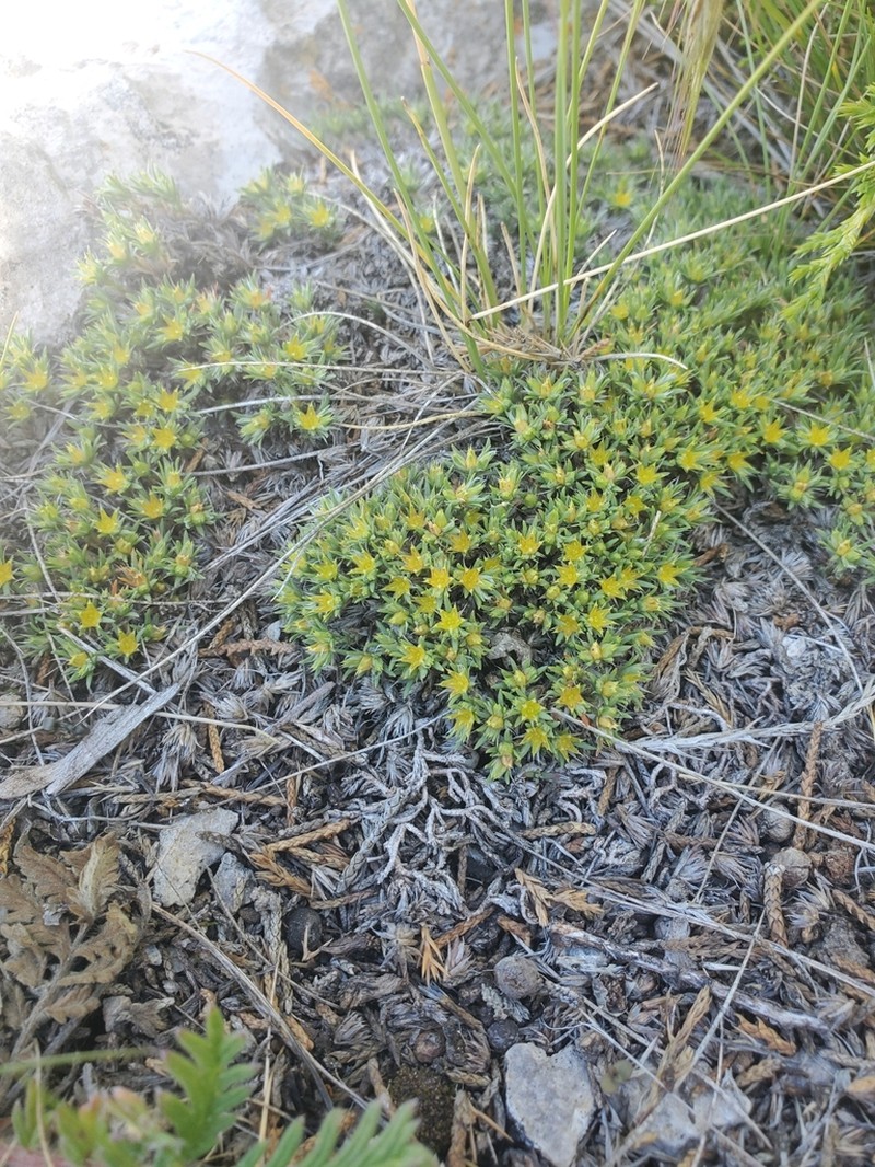 Creeping Nailwort photo 5