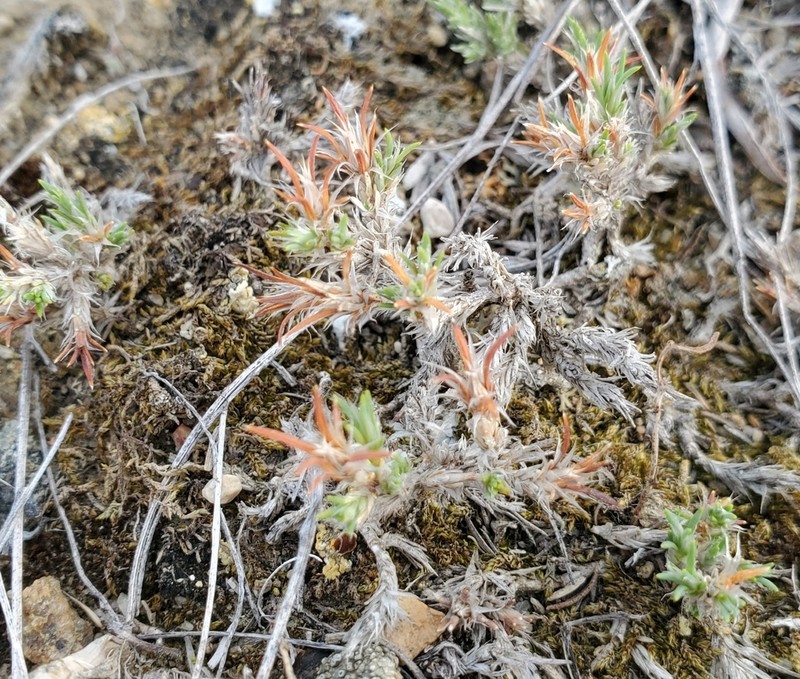 Creeping Nailwort photo 6