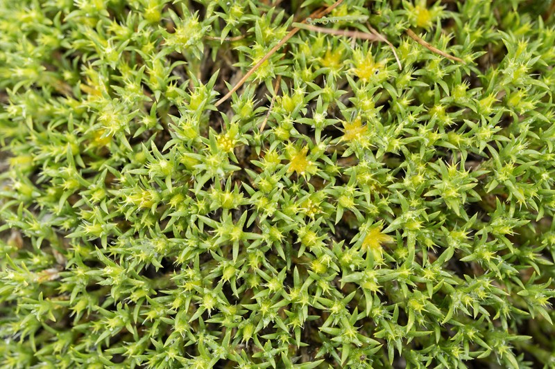 Creeping Nailwort photo 7