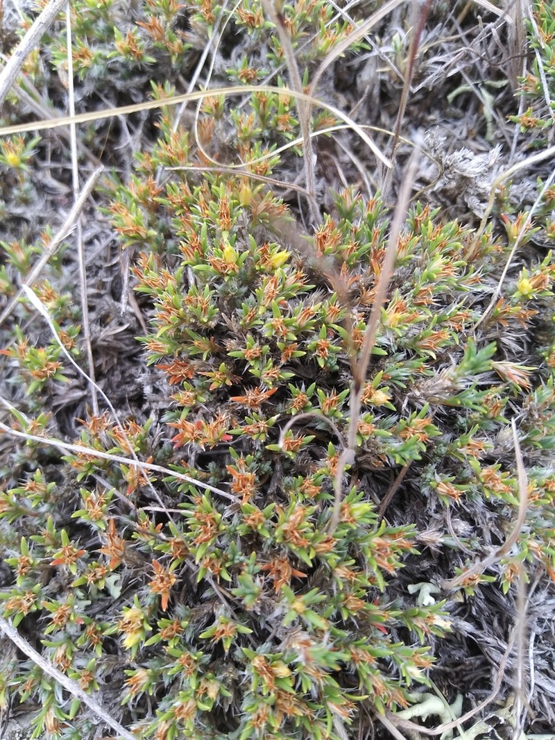 Creeping Nailwort photo 8