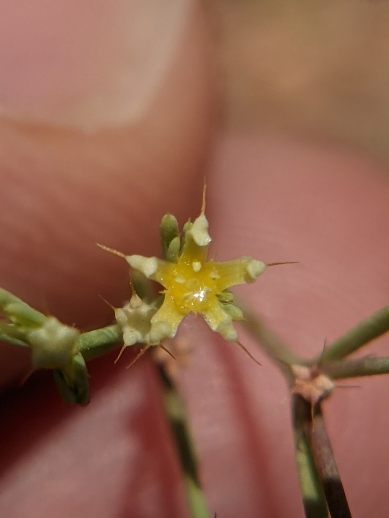 Bristle Nailwort photo 2