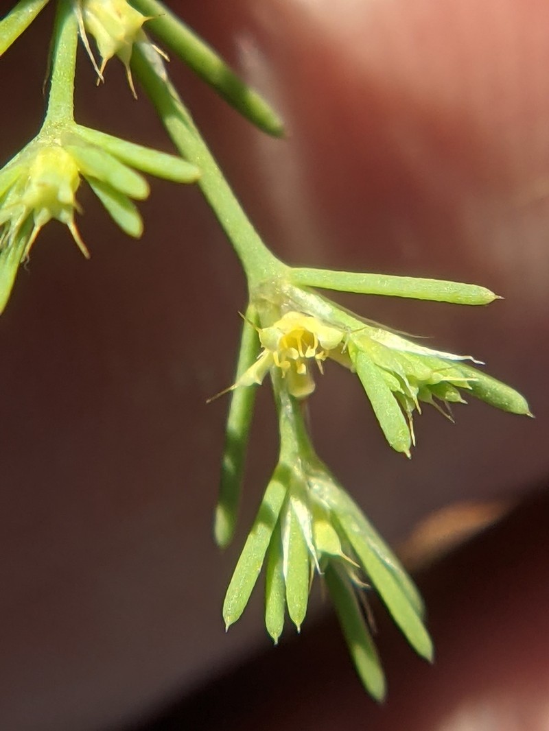 Bristle Nailwort photo 3
