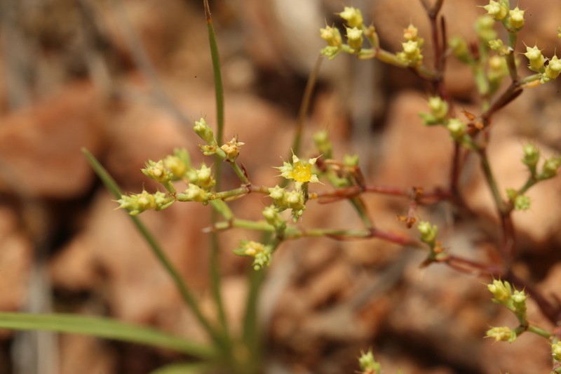 Bristle Nailwort photo 5
