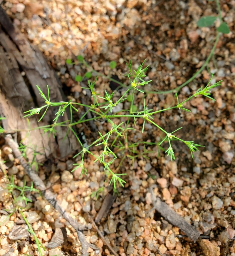 Bristle Nailwort photo 6