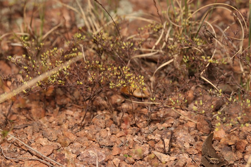 Bristle Nailwort photo 8