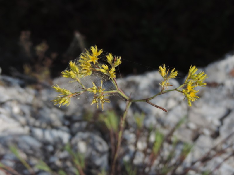 Yellow Nailwort