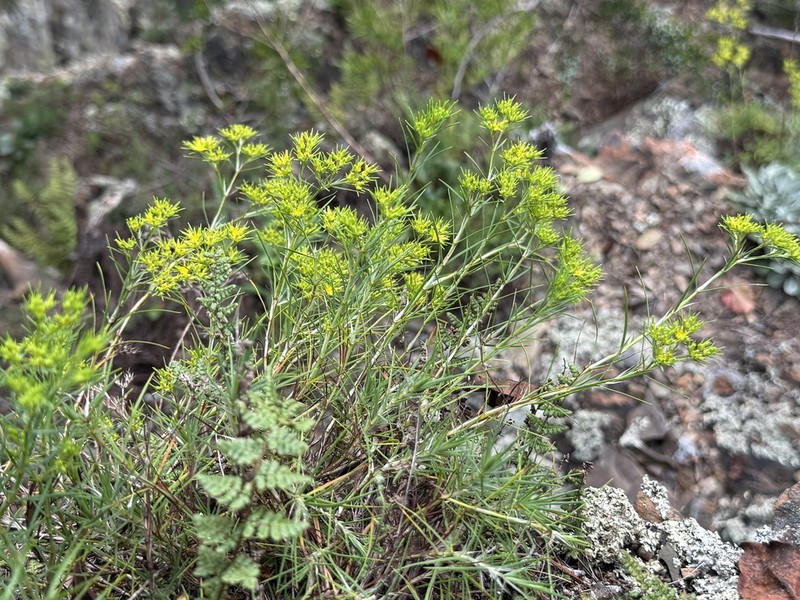Yellow Nailwort photo 2