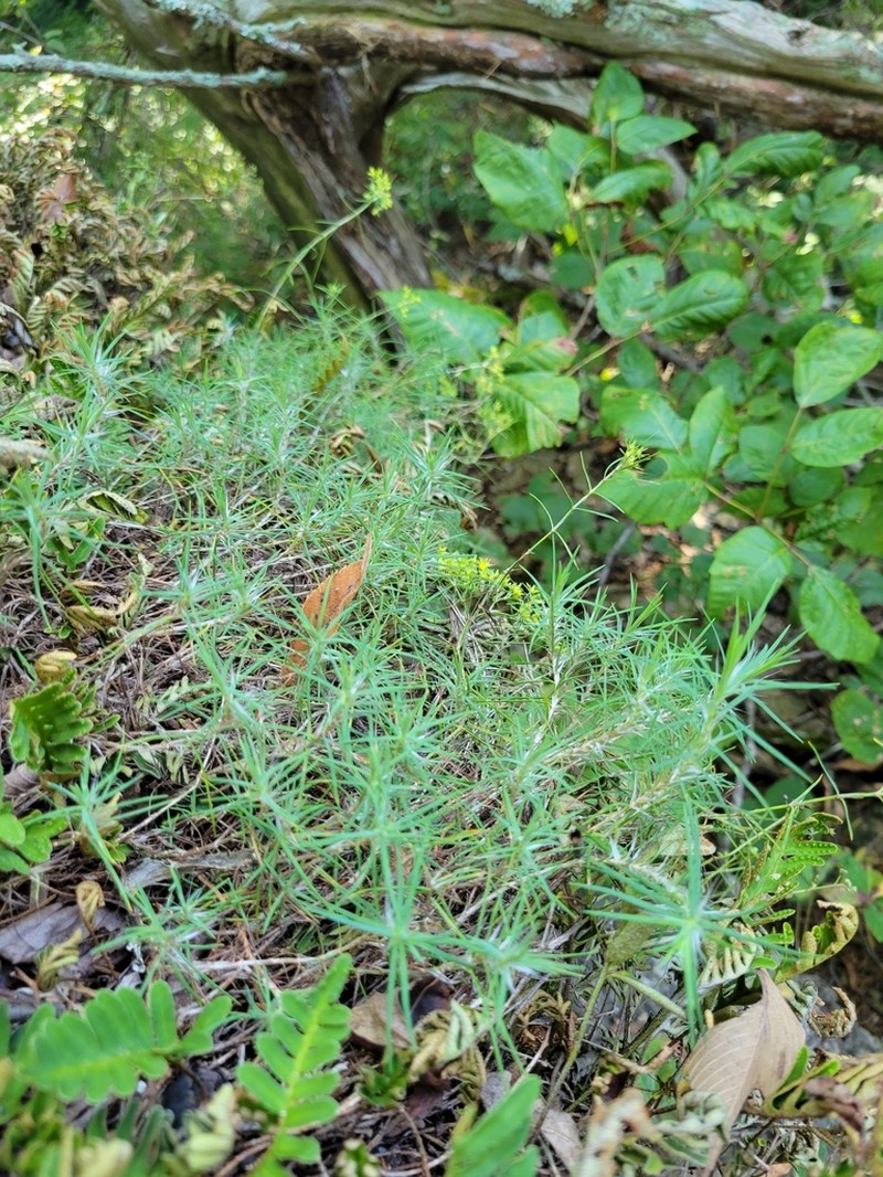 Yellow Nailwort photo 3