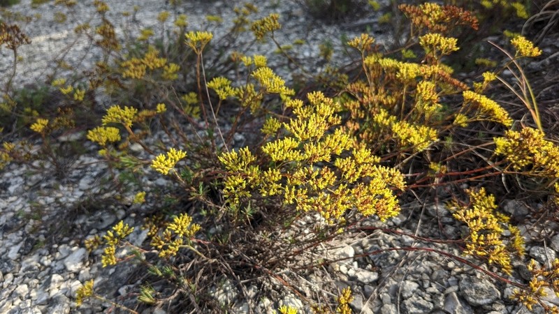 Yellow Nailwort photo 4