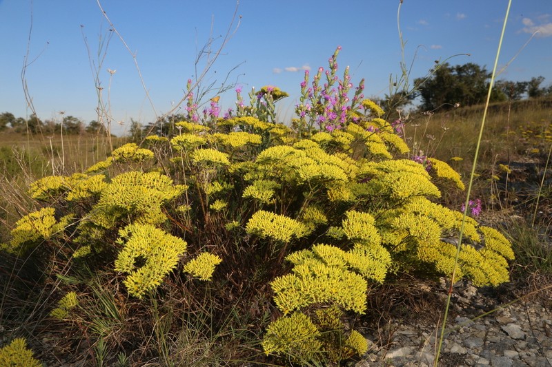 Yellow Nailwort photo 5