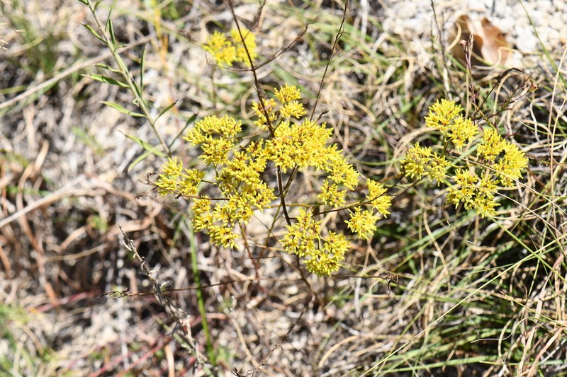 Yellow Nailwort photo 7