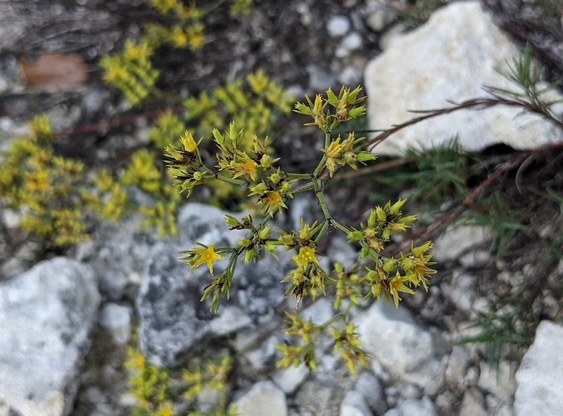 Yellow Nailwort photo 8